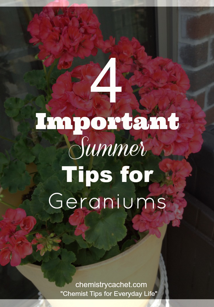 Important-summer-tips-to-follow-for-geraniums-to-keep-them-healthy-in-the-heat-on-chemistrycachet.com_
