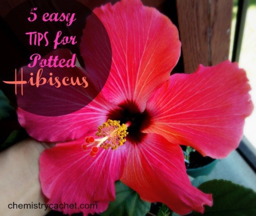 5-easy-tips-for-potted-hibiscus