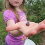 Blueberry picking at Huber’s Orchard and Winery